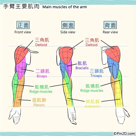 手臂下面叫什麼|手臂各个部位名称图